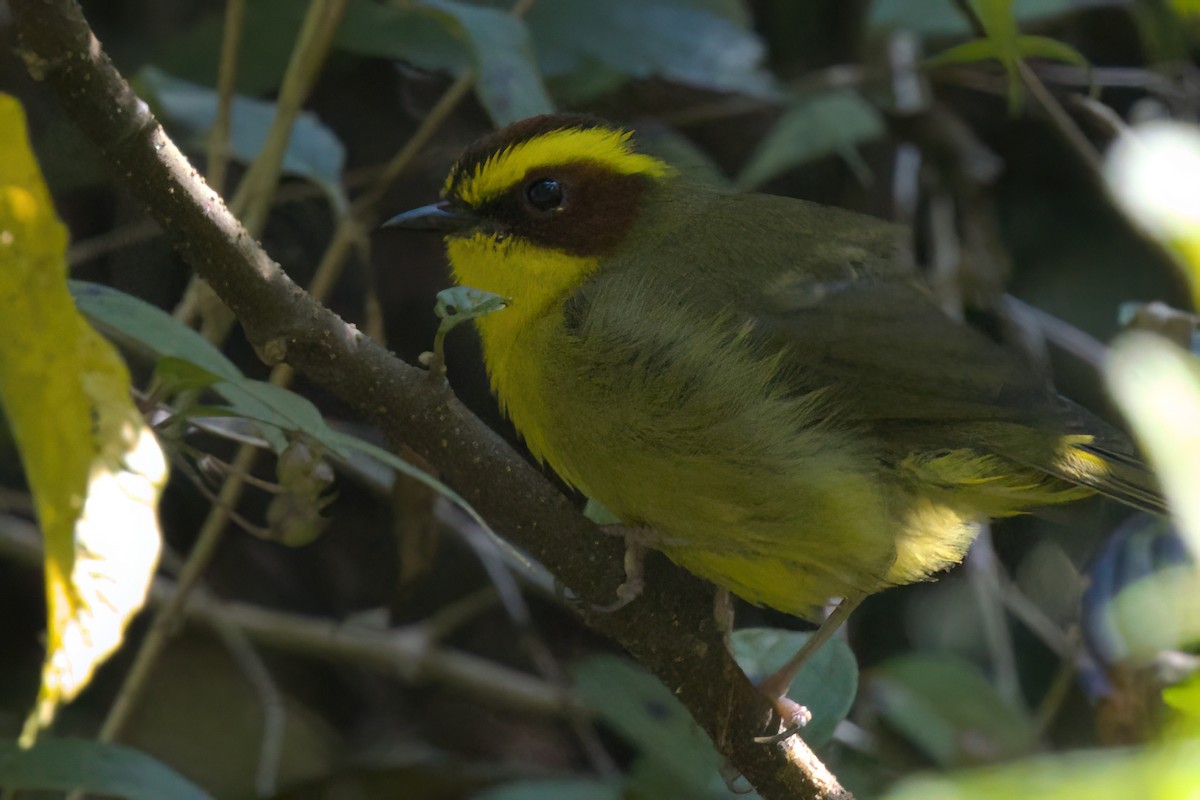 Reinita Cejidorada - ML646498392