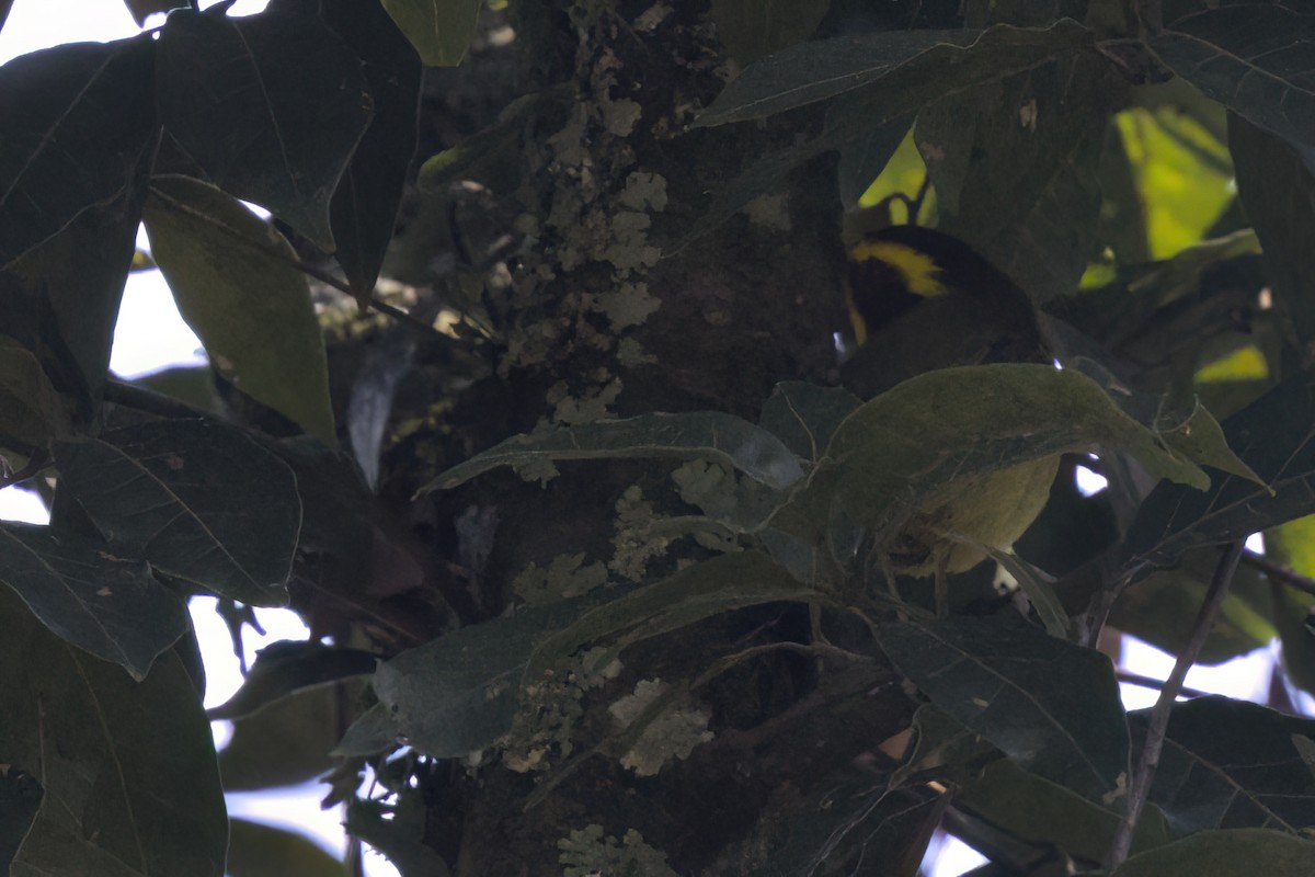 Reinita Cejidorada - ML646498393