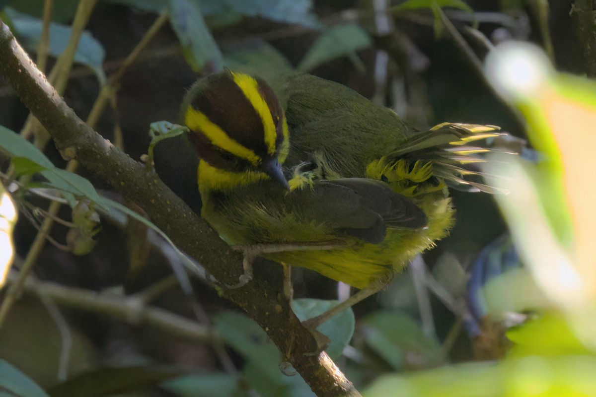 Reinita Cejidorada - ML646498394