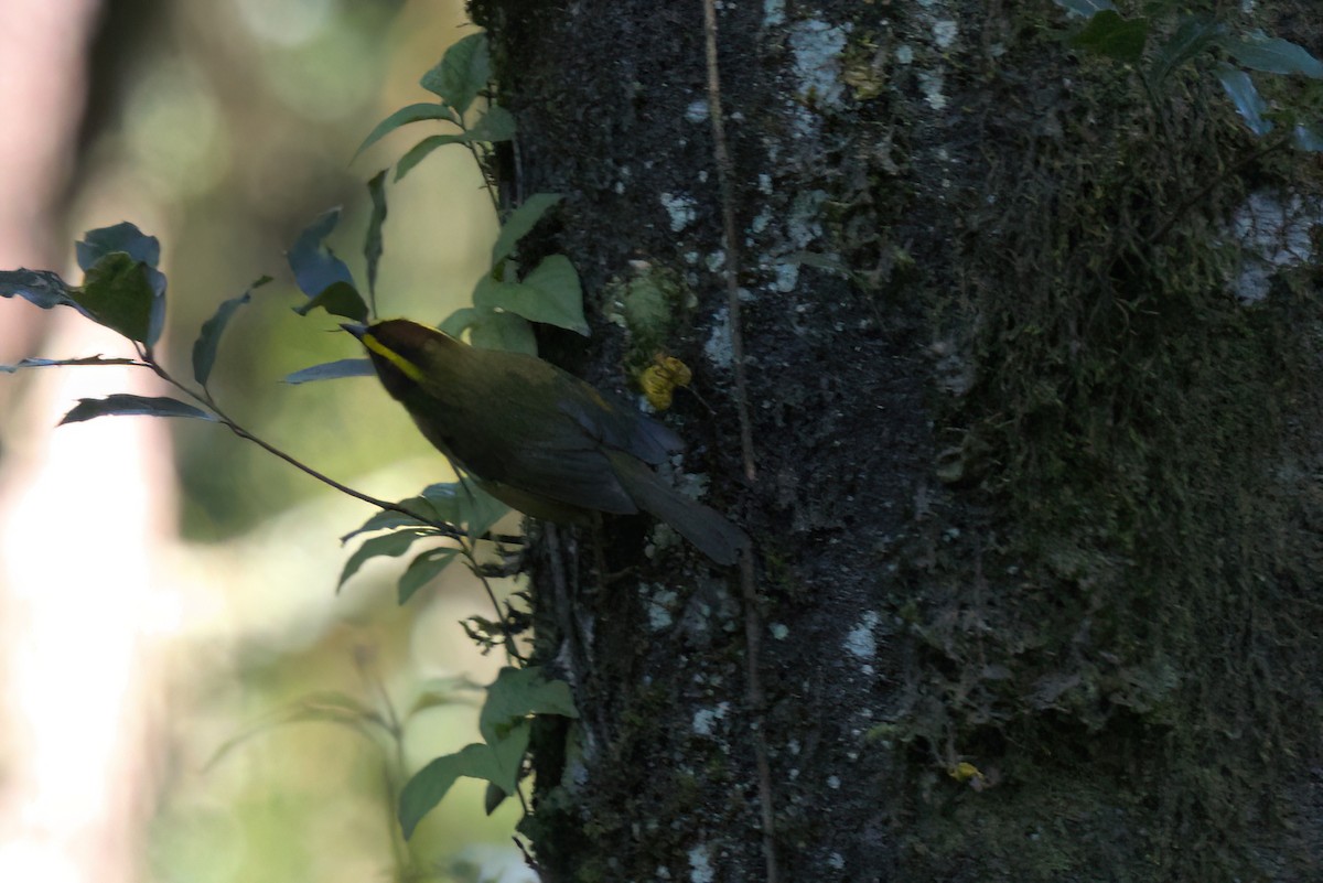 Reinita Cejidorada - ML646498395