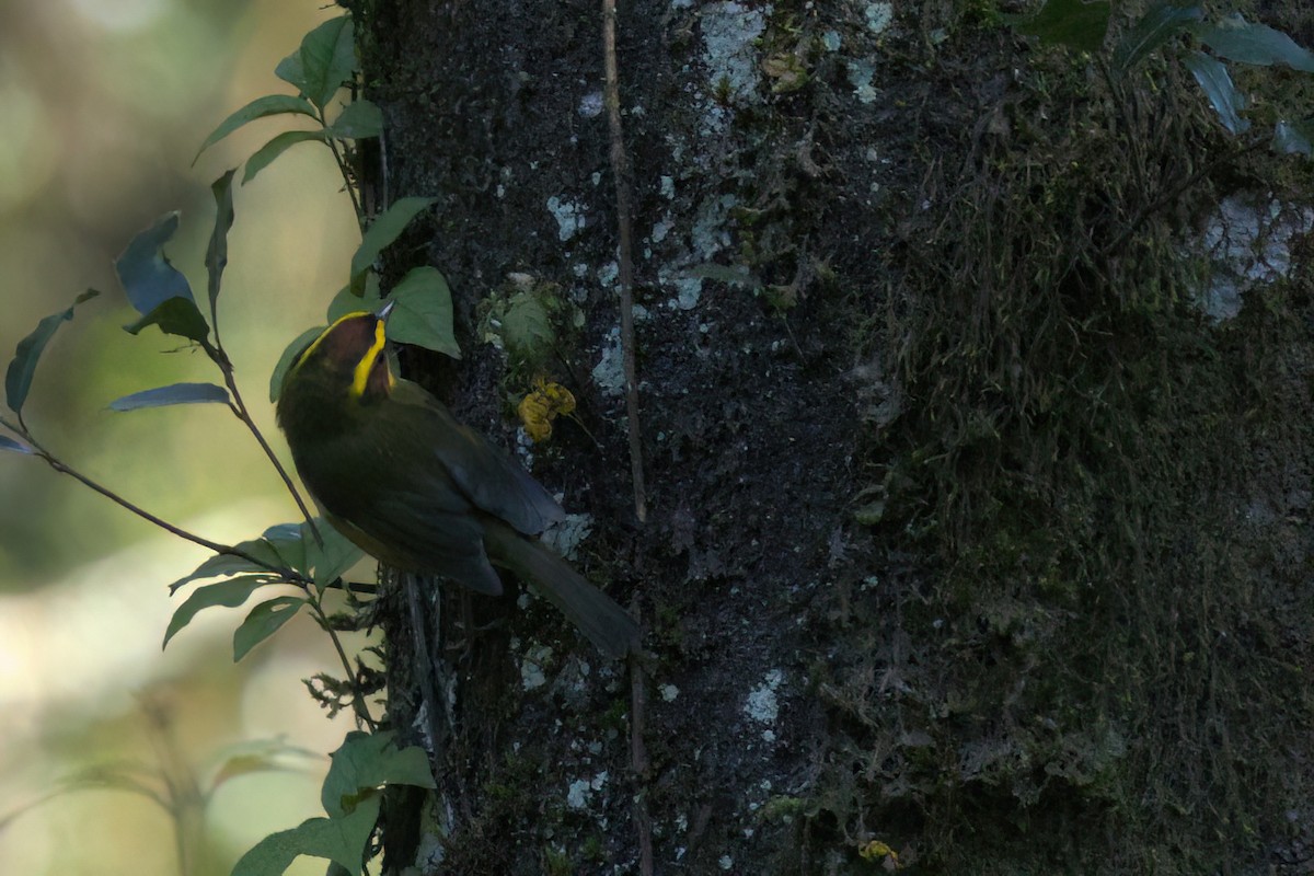 Reinita Cejidorada - ML646498396