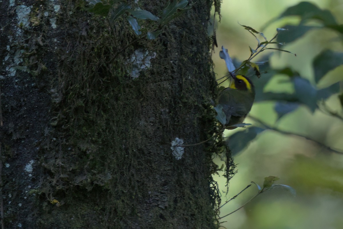 Reinita Cejidorada - ML646498397