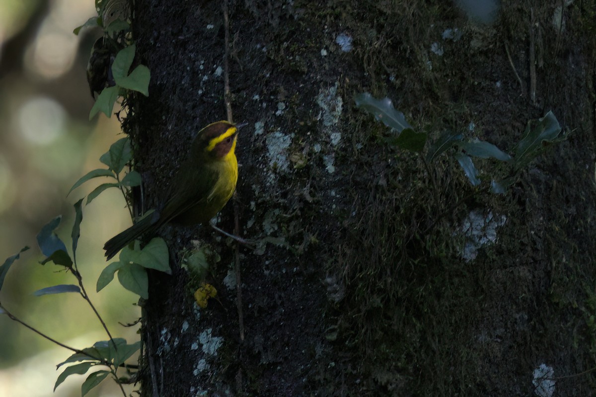 Reinita Cejidorada - ML646498398