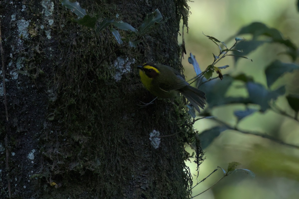 Reinita Cejidorada - ML646498399