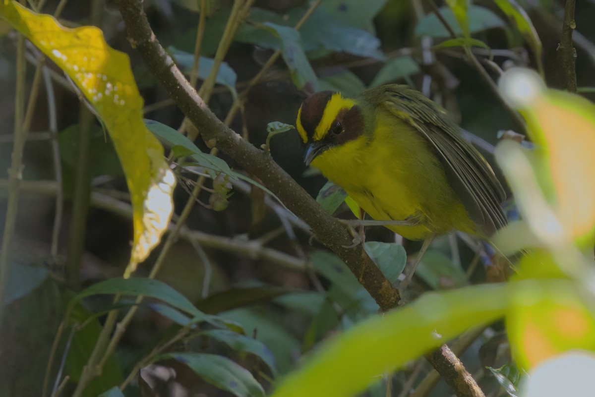 Reinita Cejidorada - ML646498400