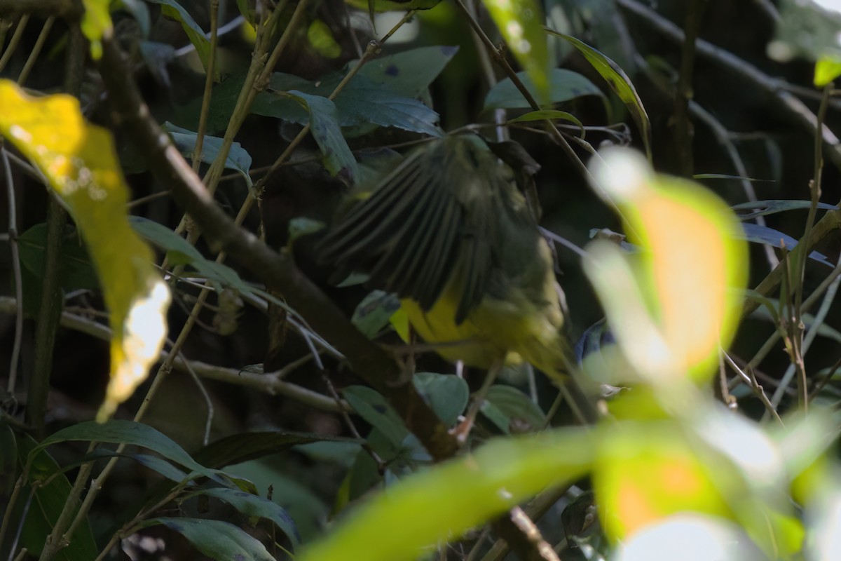 Reinita Cejidorada - ML646498401