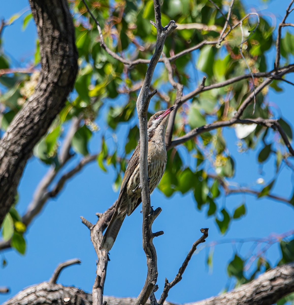 Spiny-cheeked Honeyeater - ML646498402