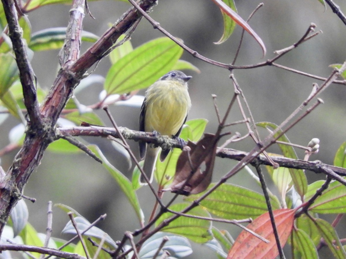 Ashy-headed Tyrannulet - ML646498403