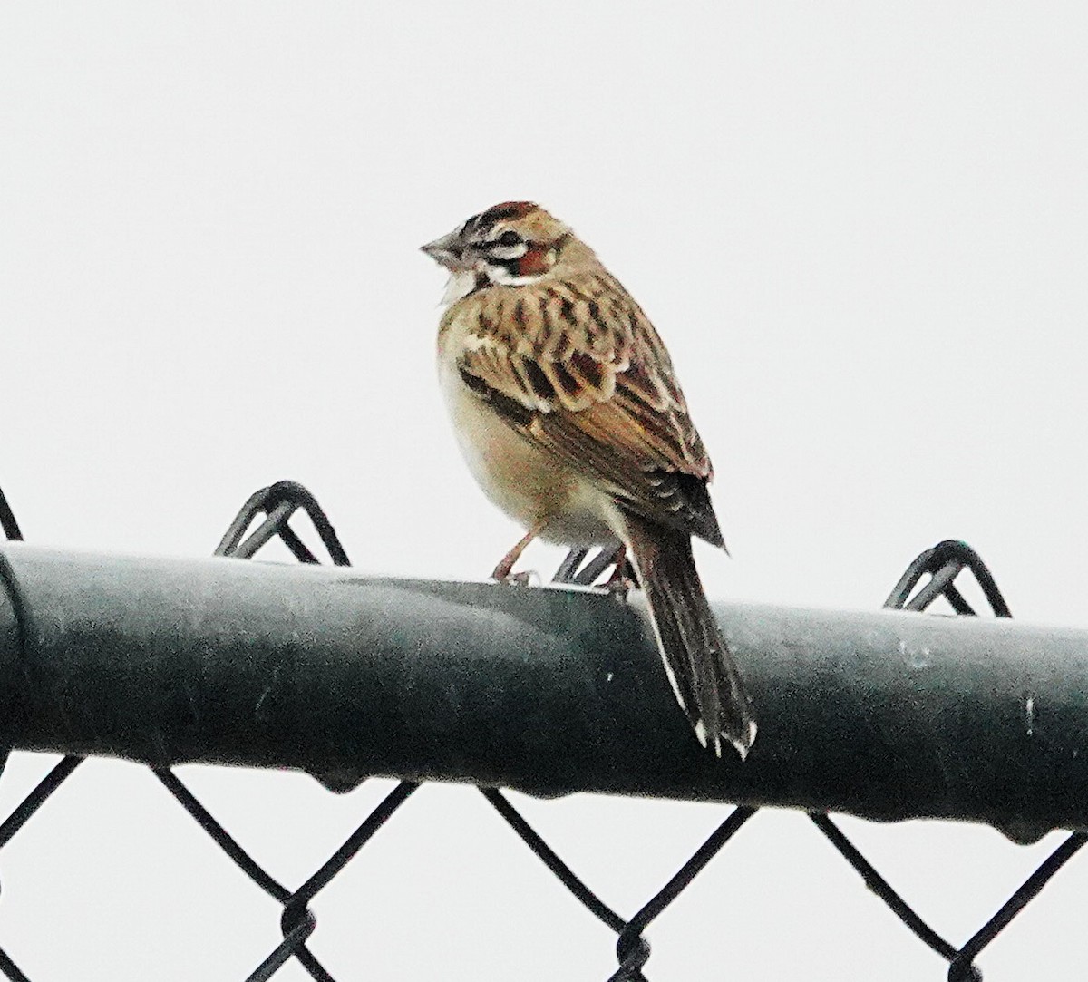Lark Sparrow - ML646498409