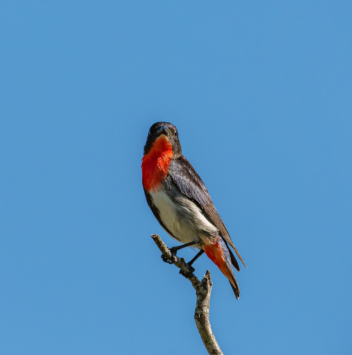 Mistletoebird - ML646498410