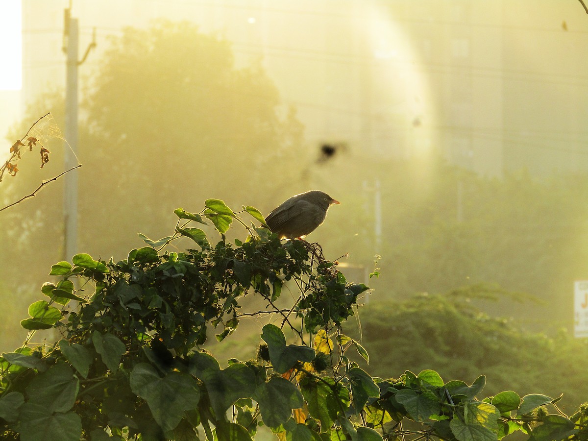 Jungle Babbler - ML646498411
