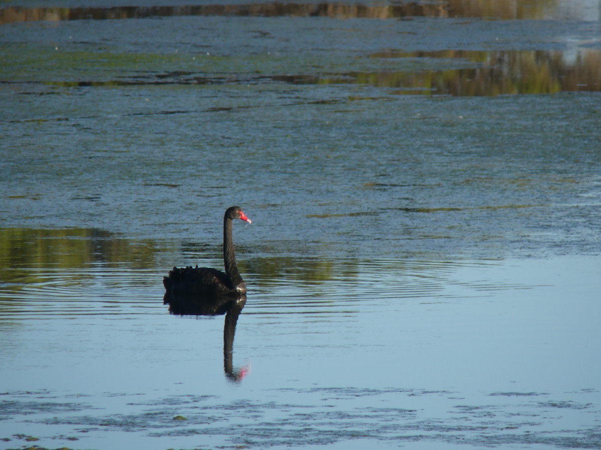 Black Swan - ML646498415