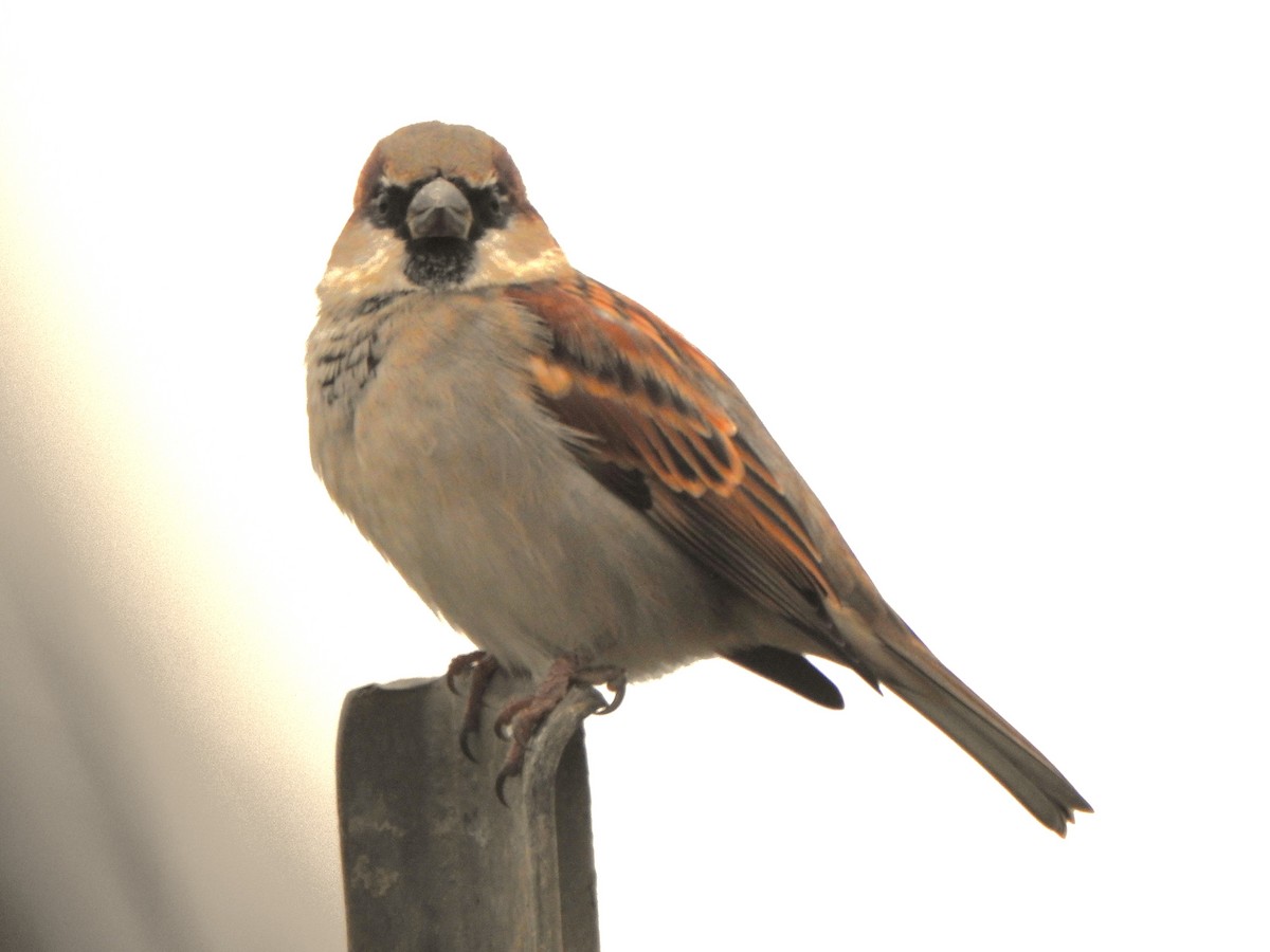 家麻雀 - ML646498421