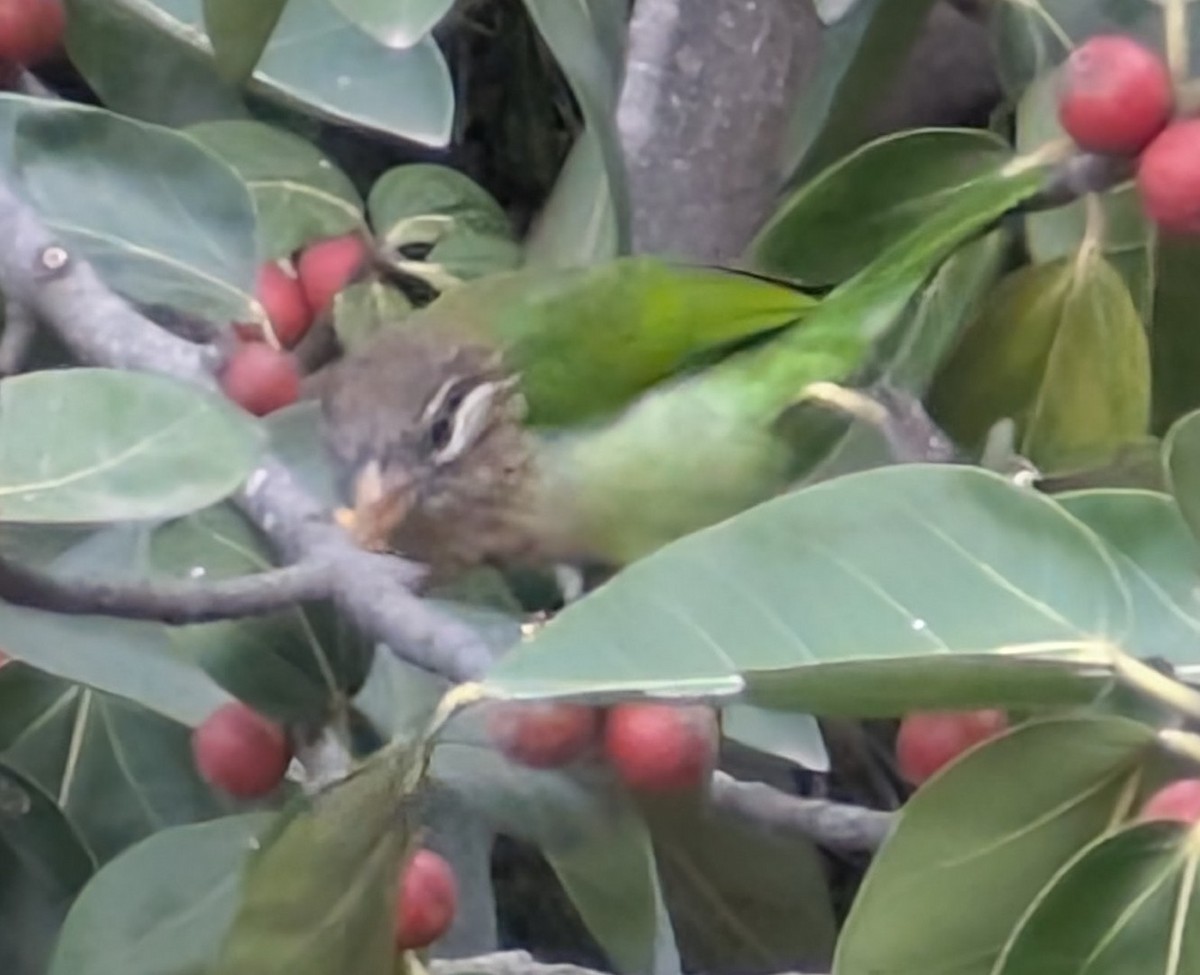 White-cheeked Barbet - ML646498422