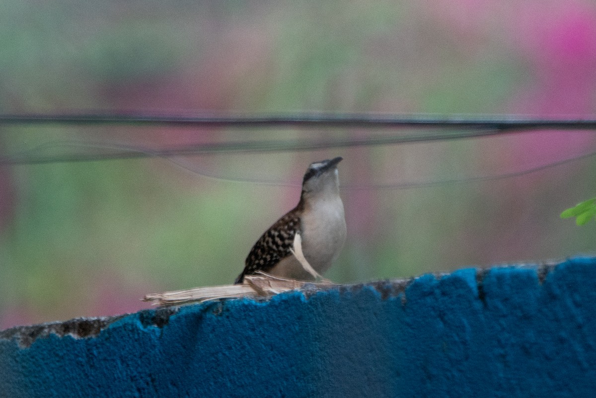 Rufous-backed Wren - ML646498423