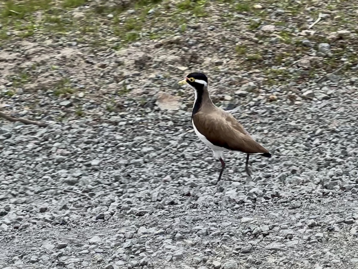 Alaca Kızkuşu - ML646498426