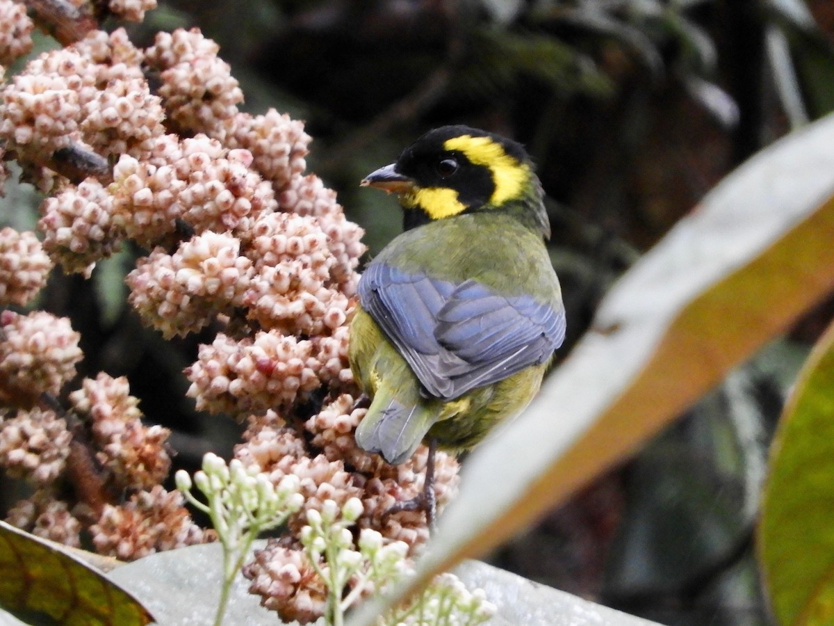 Gold-ringed Tanager - ML646498436