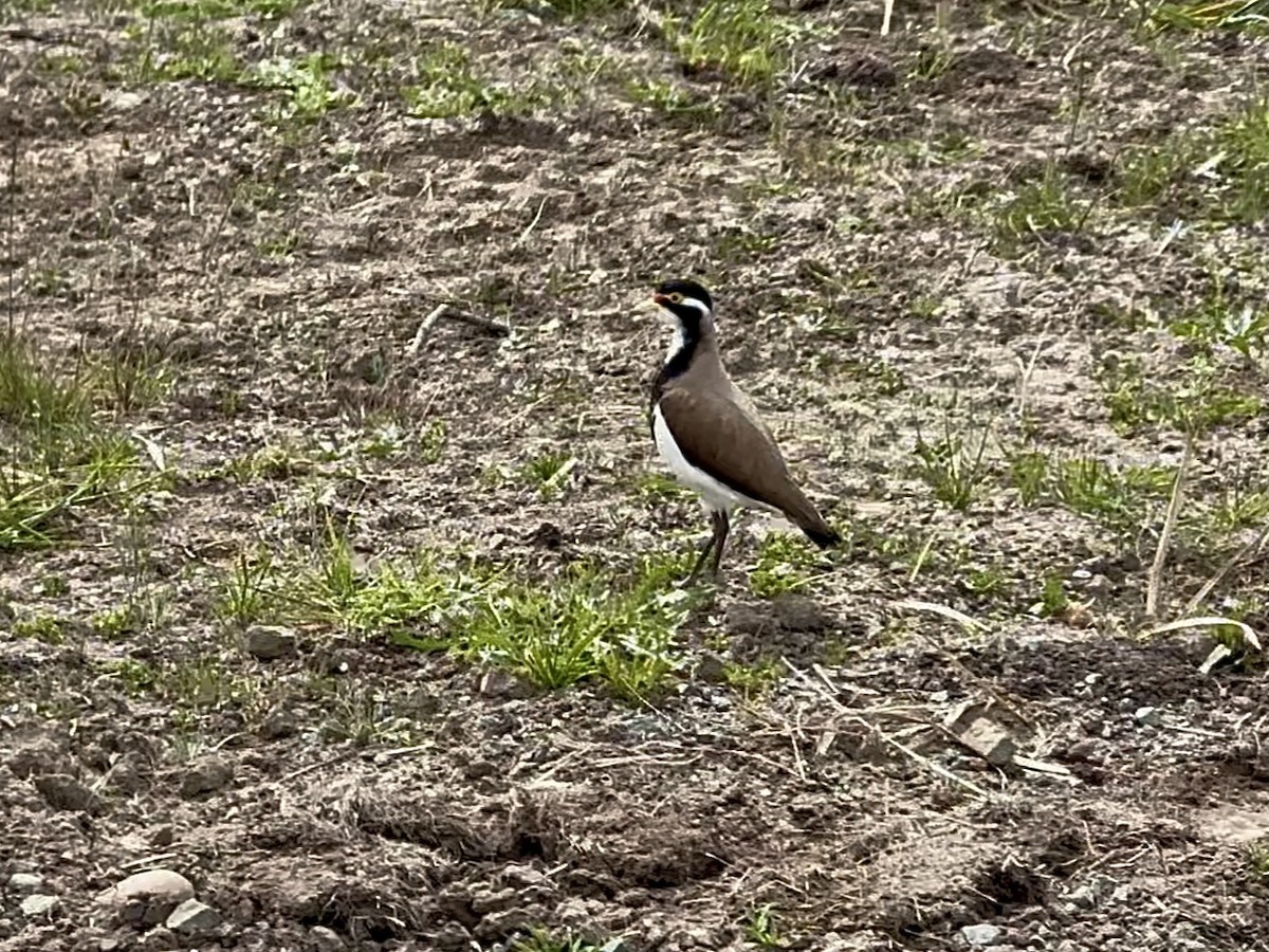 Alaca Kızkuşu - ML646498437