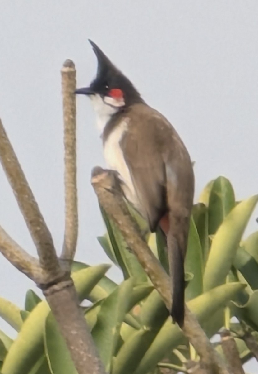 Red-whiskered Bulbul - ML646498439