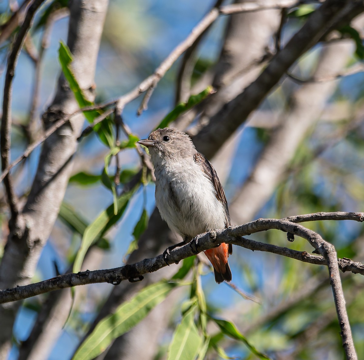 Mistletoebird - ML646498440