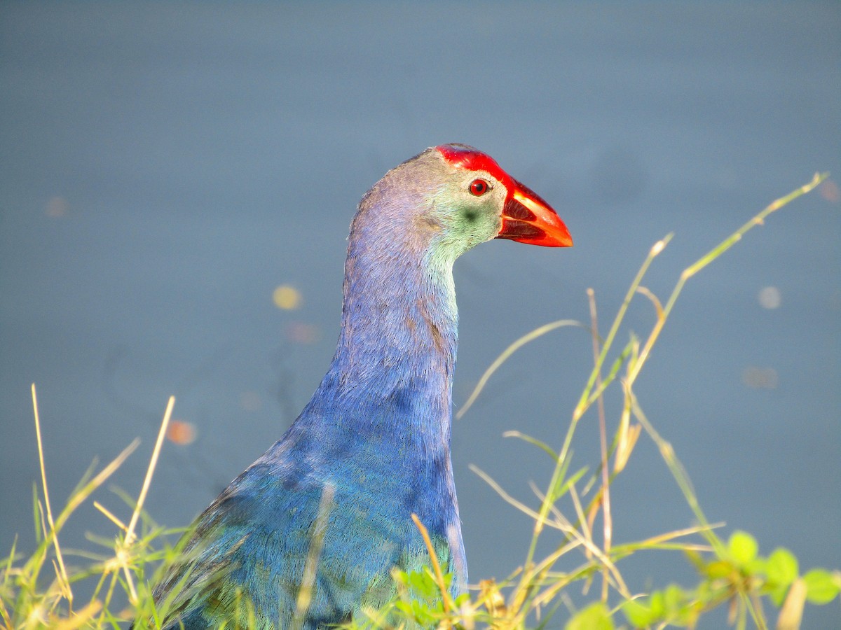 Gray-headed Swamphen - ML646498446