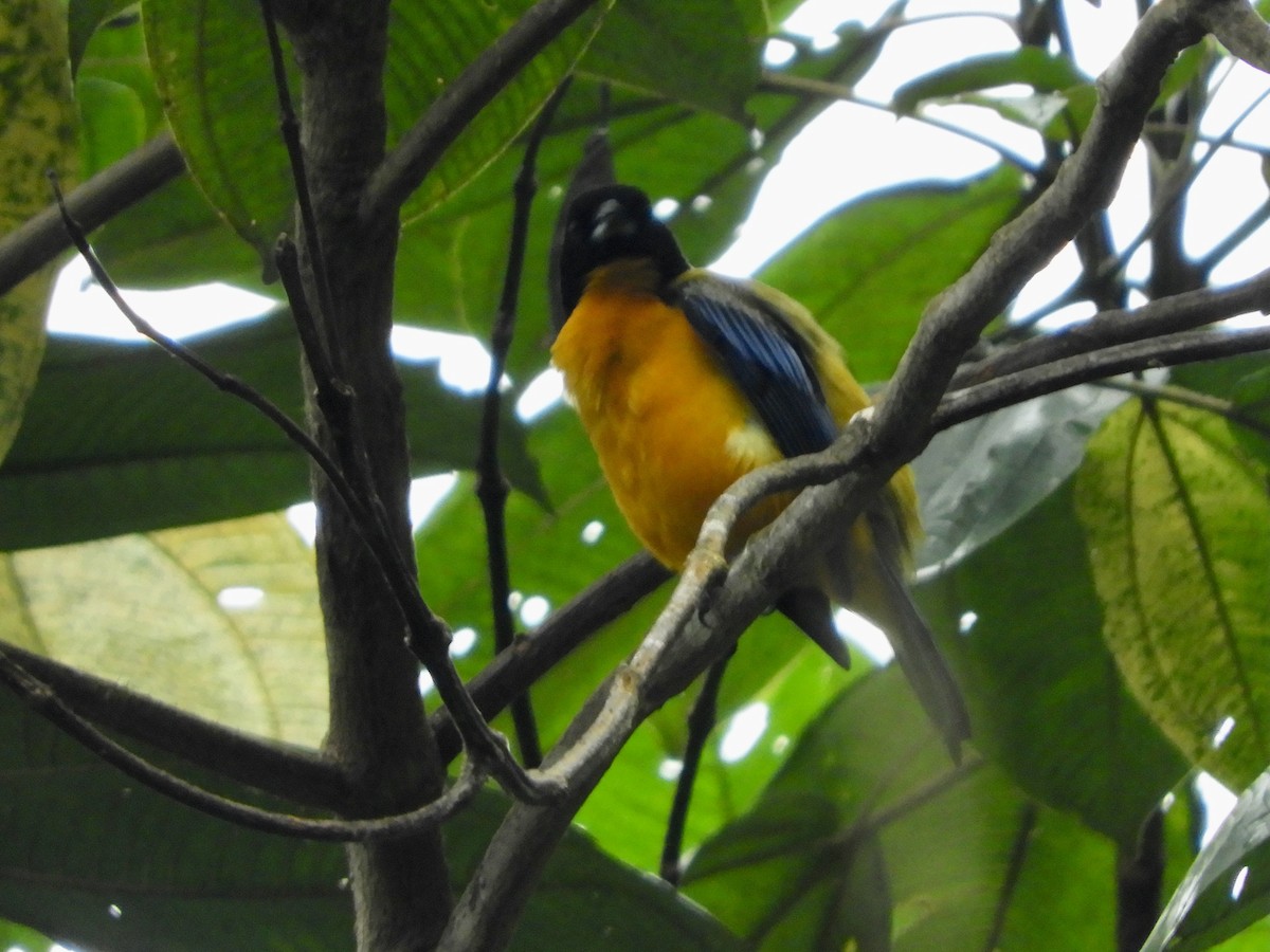 Black-chinned Mountain Tanager - ML646498447