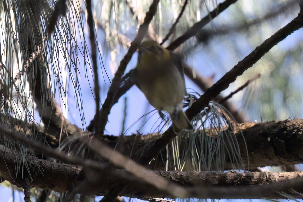 Zeytuni Ötleğen - ML646498450