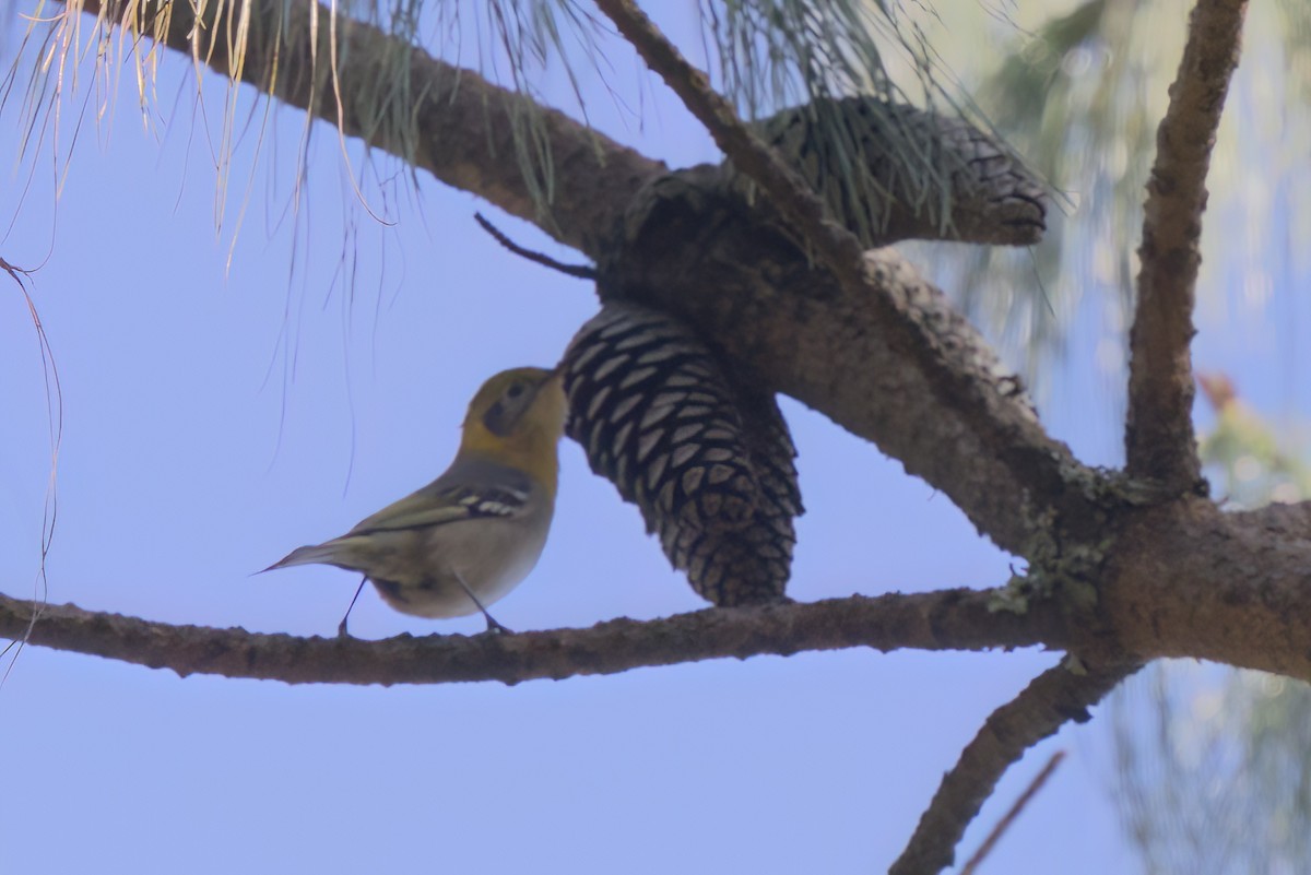 Zeytuni Ötleğen - ML646498451