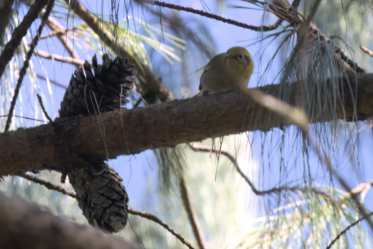 Zeytuni Ötleğen - ML646498452