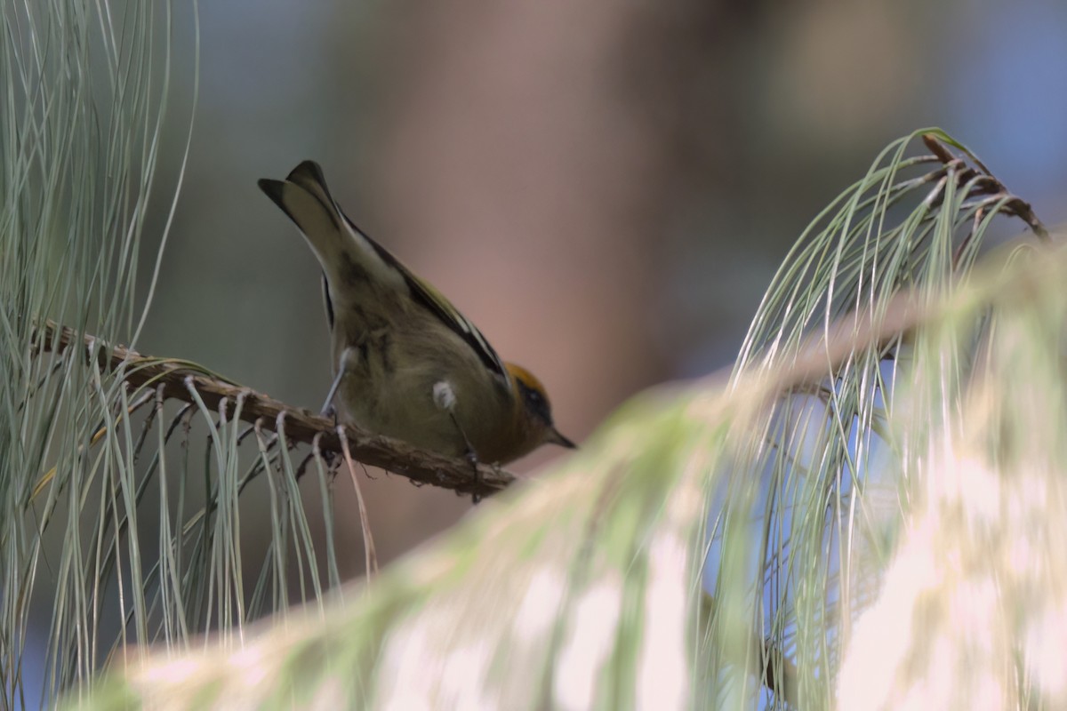 Zeytuni Ötleğen - ML646498453