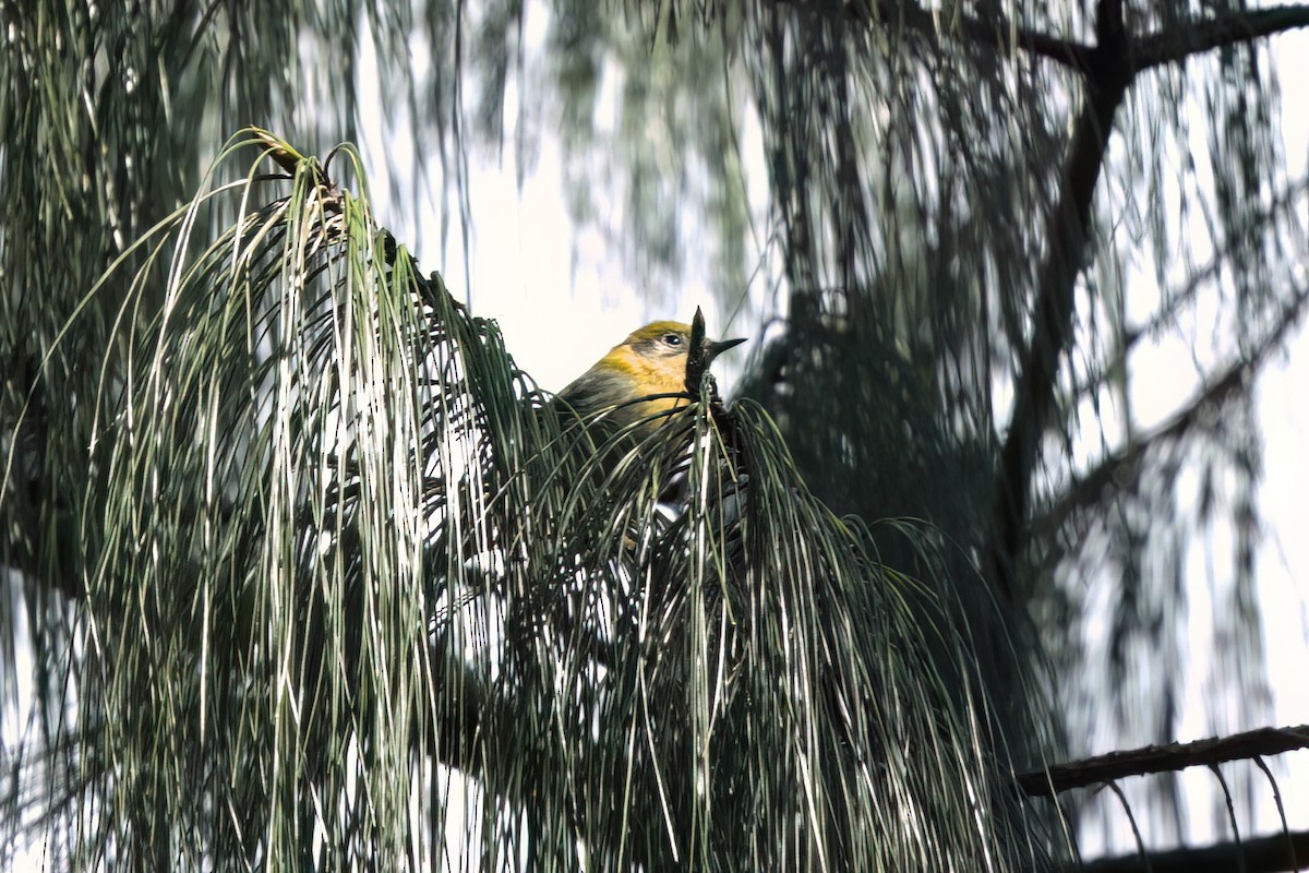 Zeytuni Ötleğen - ML646498454