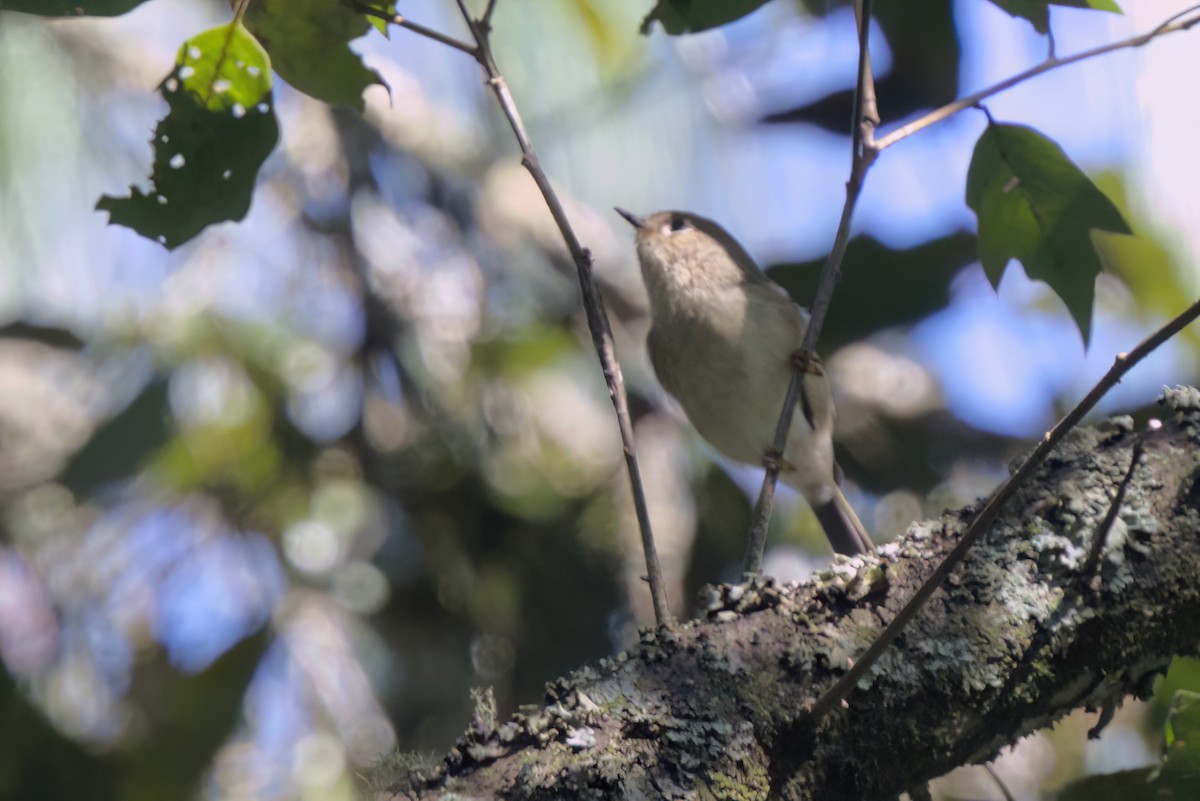 Ruby-crowned Kinglet - ML646498455