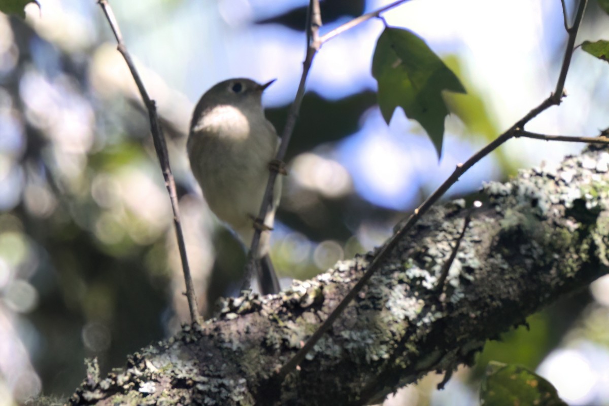 Ruby-crowned Kinglet - ML646498456