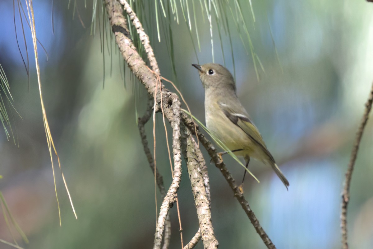 Ruby-crowned Kinglet - ML646498457
