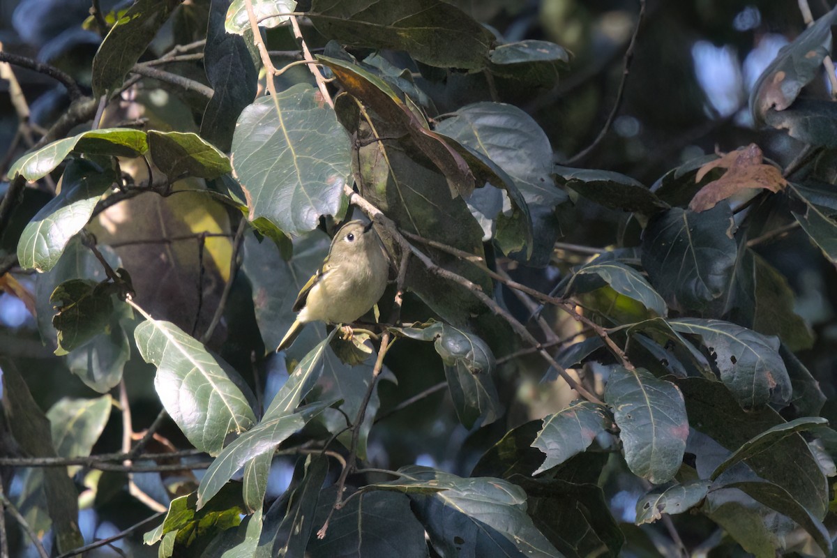 Ruby-crowned Kinglet - ML646498458
