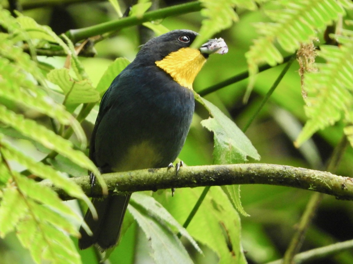 Purplish-mantled Tanager - ML646498459