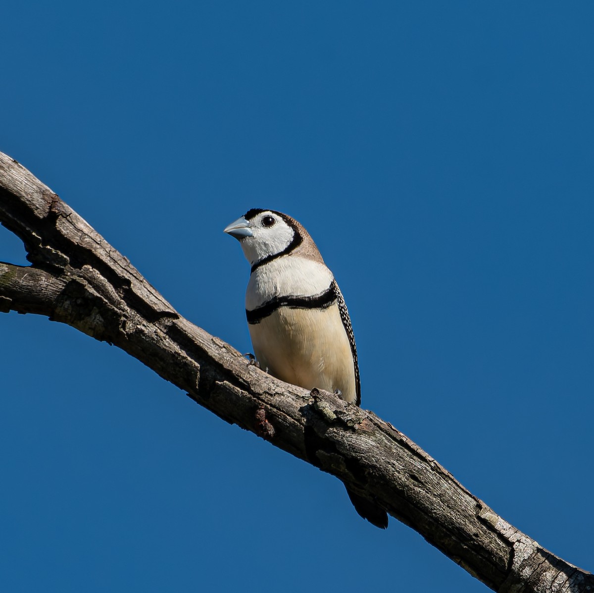 Double-barred Finch - ML646498460