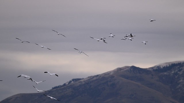 Ánsar Nival - ML646498469