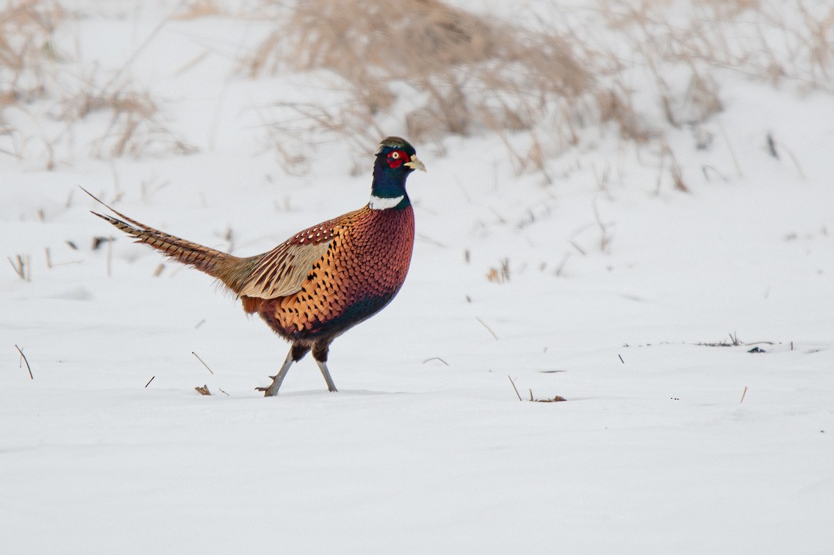 Jagdfasan - ML646498471