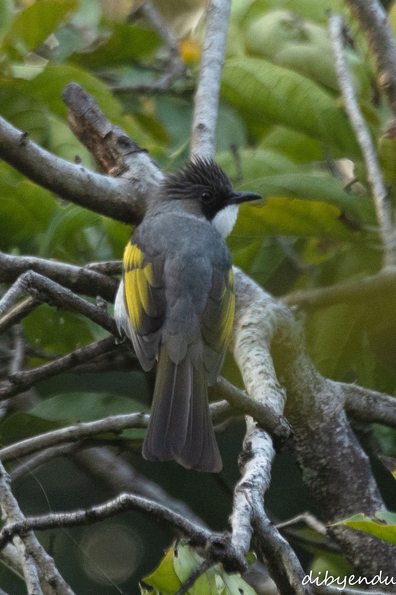 Ashy Bulbul - ML646498475