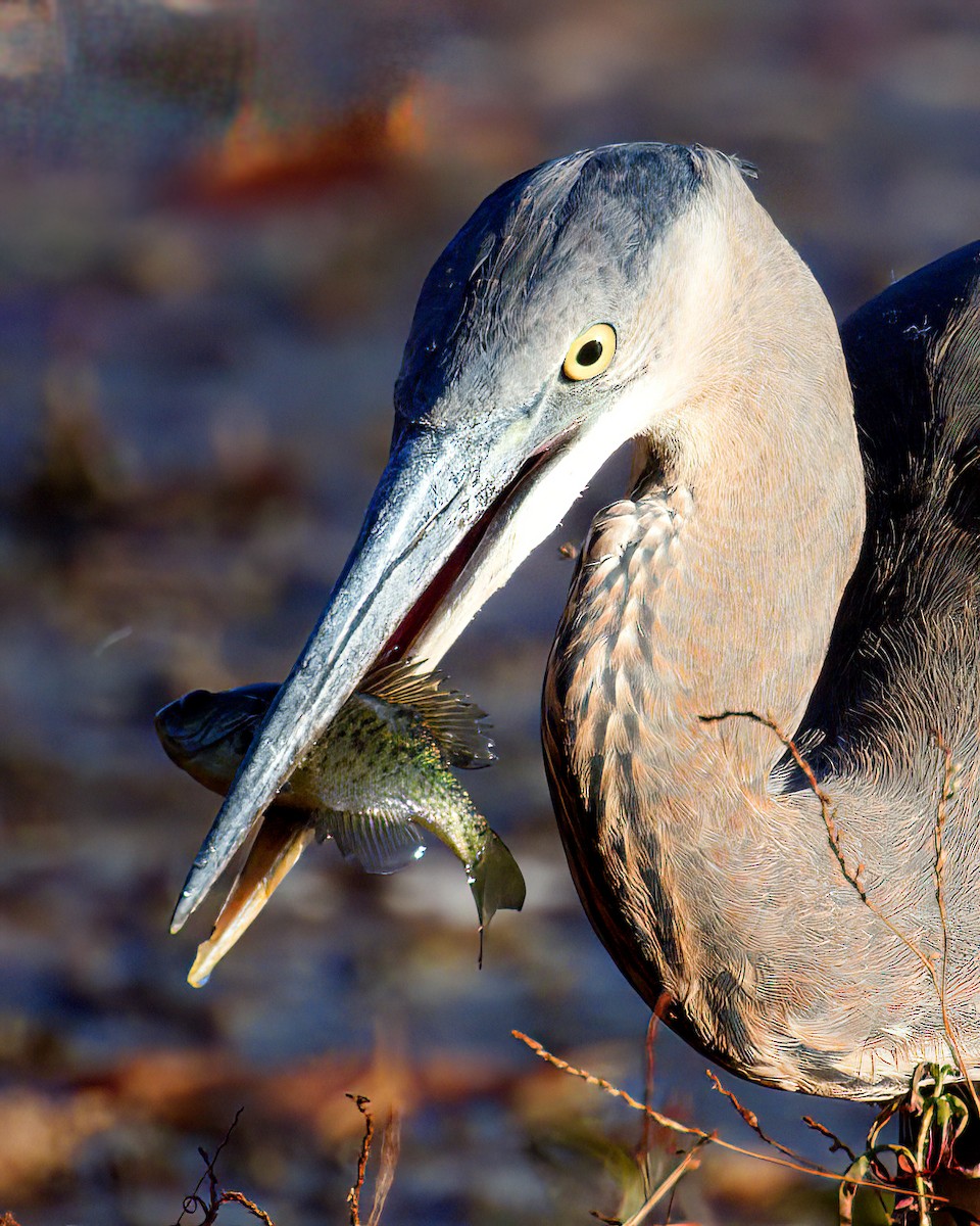 Great Blue Heron - ML646498478