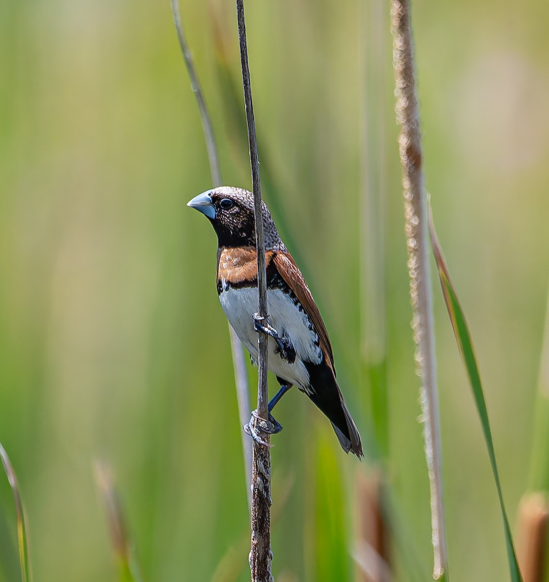 Chestnut-breasted Munia - ML646498484