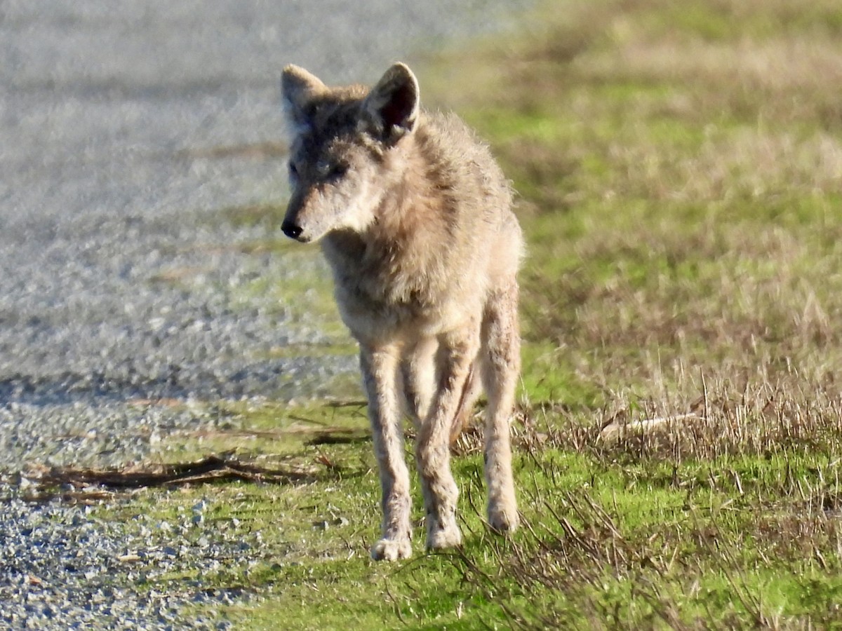 Coyote - ML646498486