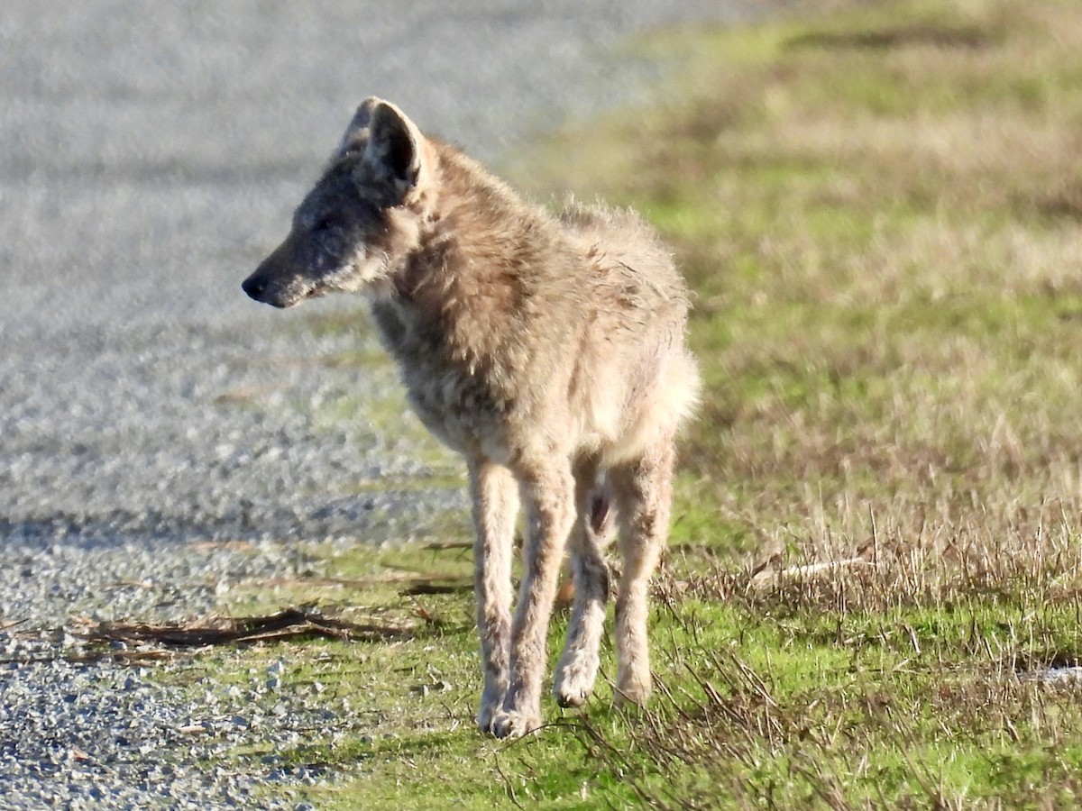 Coyote - ML646498487