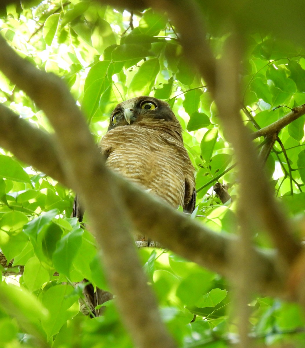 Nínox Rojizo - ML646498488