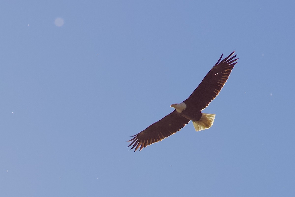 orel bělohlavý - ML646498492