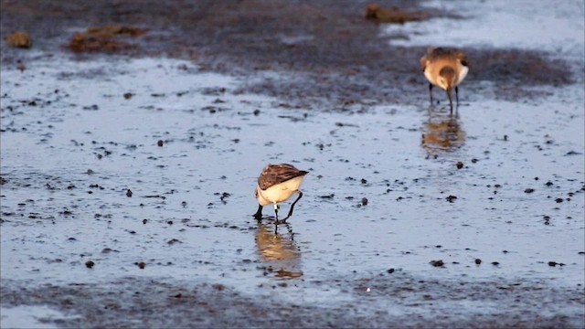 Correlimos Cuchareta - ML646498493