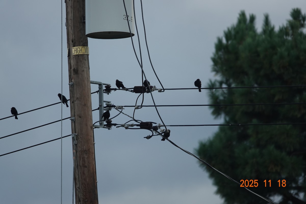 Red-winged Blackbird - ML646498503