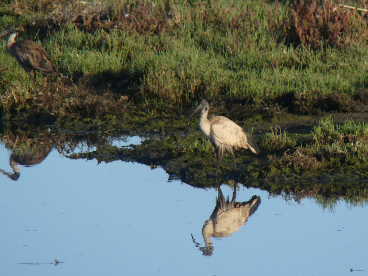 Australian Ibis - ML646498504