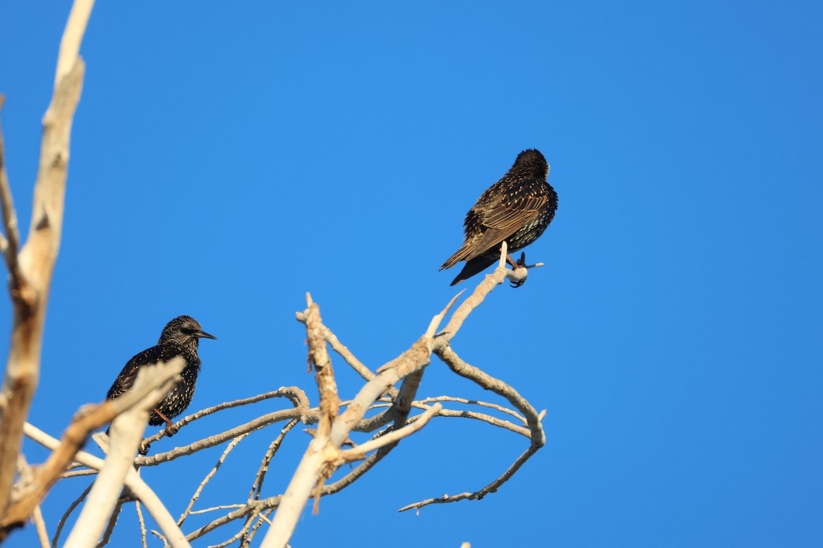 Arabazozo pikarta - ML646498505